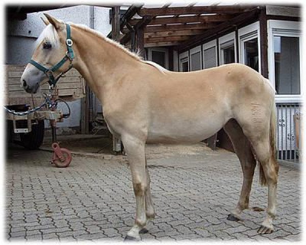 broodmare Hope BE (Haflinger, 2007, from Steinberg)