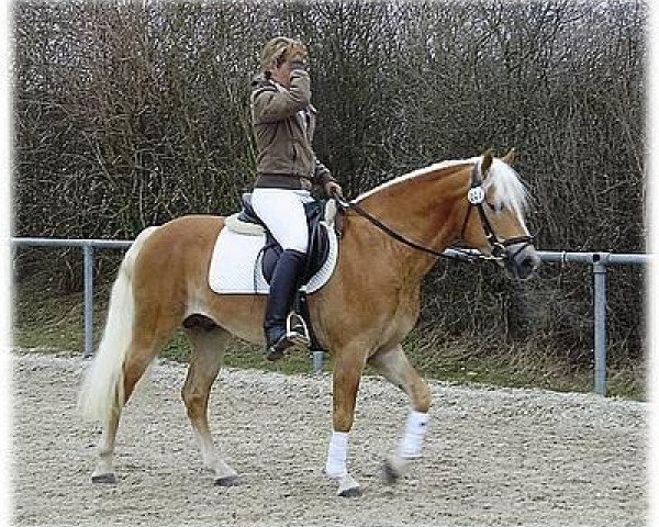 stallion Staniero BE (Haflinger, 2006, from Steinberg)