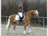 stallion Staniero BE (Haflinger, 2006, from Steinberg)