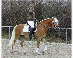 Deckhengst Staniero BE (Haflinger, 2006, von Steinberg)