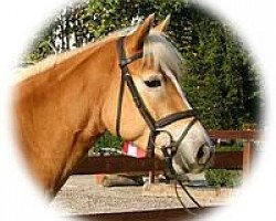 broodmare Herminda (Haflinger, 2002, from liz. 150/T Alpenstein)