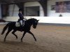 dressage horse Zingaro B (KWPN (Royal Dutch Sporthorse), 2004, from Florencio I)