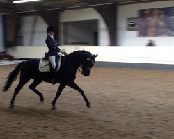 dressage horse Zingaro B (KWPN (Royal Dutch Sporthorse), 2004, from Florencio I)