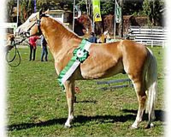 stallion A-Darvin (Haflinger, 2000, from Antinor)