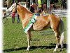 stallion A-Darvin (Haflinger, 2000, from Antinor)