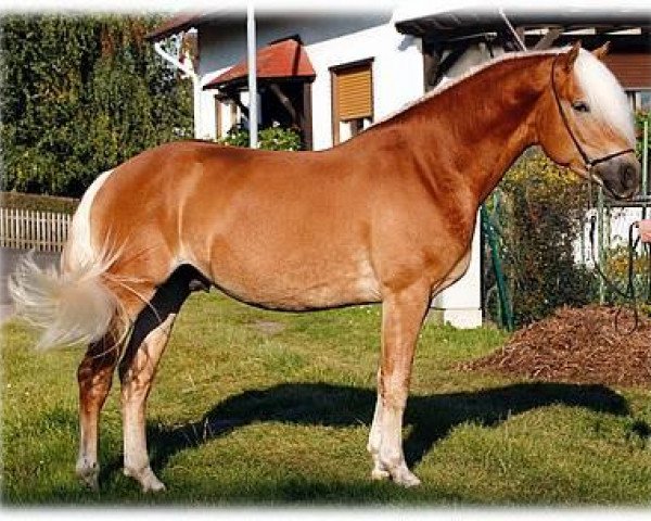 Deckhengst Acilliano BE (Haflinger, 2004, von A-Darvin)