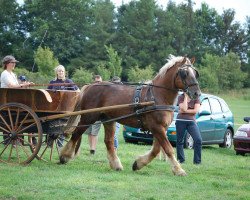 stallion Sirios (Schleswig Heavy Draft, 2000, from Zeppelin)