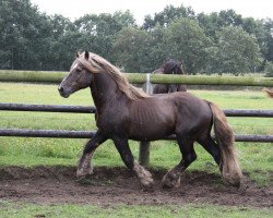 stallion Orbit (Schleswig Heavy Draft, 1997, from Zeppelin)