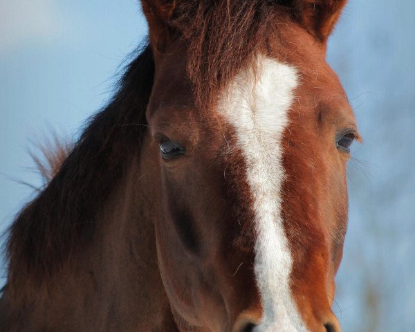 dressage horse Grace 361 (German Riding Pony, 2006)