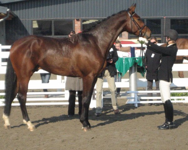 dressage horse Remus W (Westphalian, 2006, from Riccione)