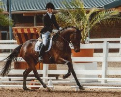 dressage horse San Salvador 34 (Westphalian, 2008, from Spielberg)