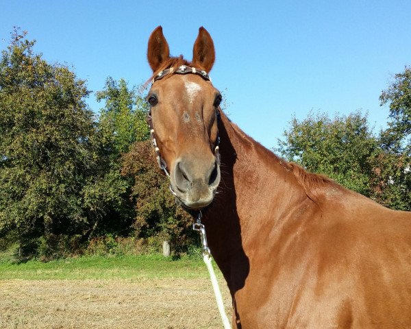 horse Ferrano 5 (Westphalian, 1993, from Fortissimo)