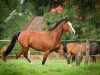 dressage horse Bronko 40 (German Riding Pony, 1997, from Bugatti)