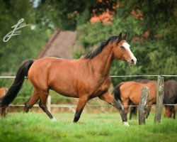 dressage horse Bronko 40 (German Riding Pony, 1997, from Bugatti)