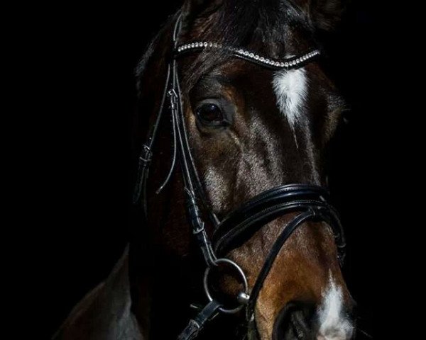 dressage horse Contendrous (Hanoverian, 2005, from Contendro I)