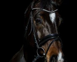 dressage horse Contendrous (Hanoverian, 2005, from Contendro I)