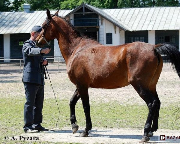 broodmare Alameda (Arabian thoroughbred, 2000, from Wachlarz ox)