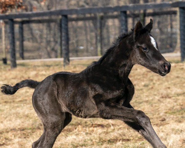 horse Hengst von Volatile xx (Thoroughbred, 2022, from Volatile xx)