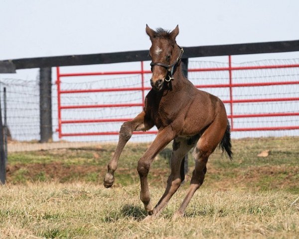 horse Hengst von Echo Town xx (Thoroughbred, 2022, from Echo Town xx)