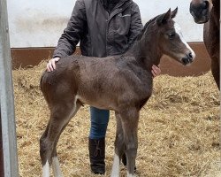 horse Stute von Kameko x Ripples Maid xx (Thoroughbred, 2022, from Kameko xx)