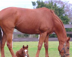 horse Hengst von Kameko xx (Thoroughbred, 2022, from Kameko xx)