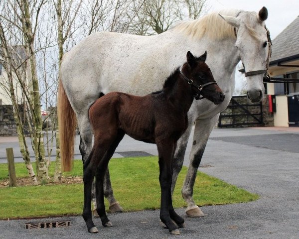 horse Stute von Dubawi xx (Thoroughbred, 2022, from Dubawi xx)