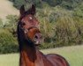broodmare Mistral Bey (Arabian thoroughbred, 1985, from Bey Shah ox)