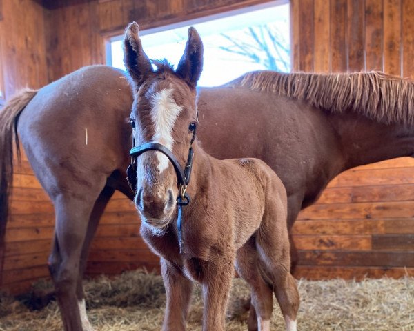 horse Hengst von Curlin xx (Thoroughbred, 2022, from Curlin xx)