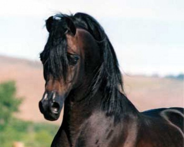 stallion RSD Dark Victory ox (Arabian thoroughbred, 1985, from Bey Shah ox)