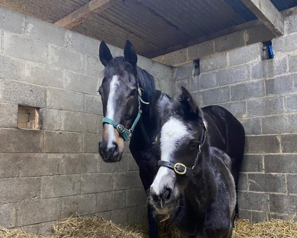 horse Stute von Soldier of Fortune xx (Thoroughbred, 2022, from Soldier Of Fortune xx)