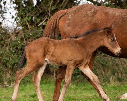 horse Hengst von Kew Gardens xx (Thoroughbred, 2022, from Kew Gardens xx)