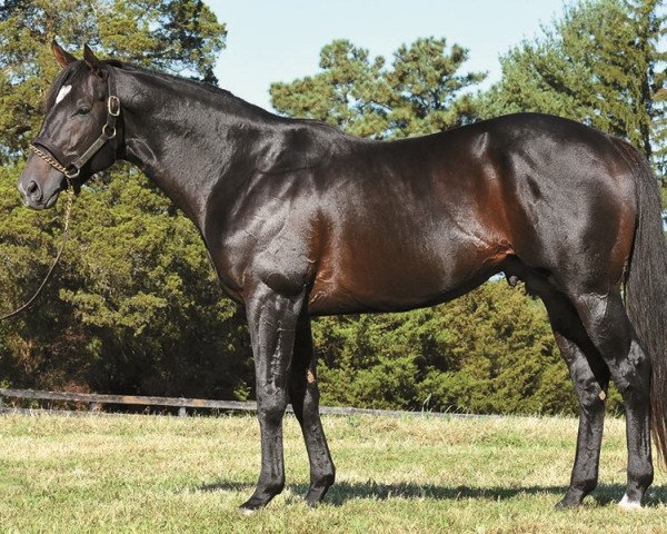 stallion Mosler xx (Thoroughbred, 2011, from War Front xx)