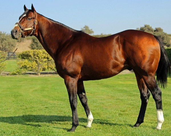 stallion Stanford xx (Thoroughbred, 2012, from Malibu Moon xx)