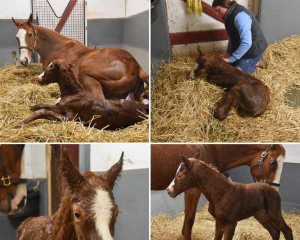 horse Hengst von Stanford xx (Thoroughbred, 2022, from Stanford xx)