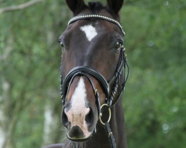 dressage horse Caprivi 11 (Oldenburg, 1997, from Canaster I)