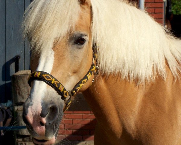 dressage horse Marie Charlott (Haflinger, 1998, from Monte Chio)