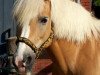 dressage horse Marie Charlott (Haflinger, 1998, from Monte Chio)