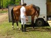 jumper Pessoa Blut (German Sport Horse, 2006, from Pessoa VDL)