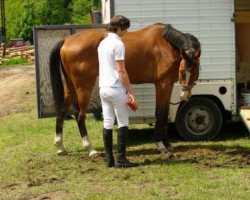 jumper Pessoa Blut (German Sport Horse, 2006, from Pessoa VDL)