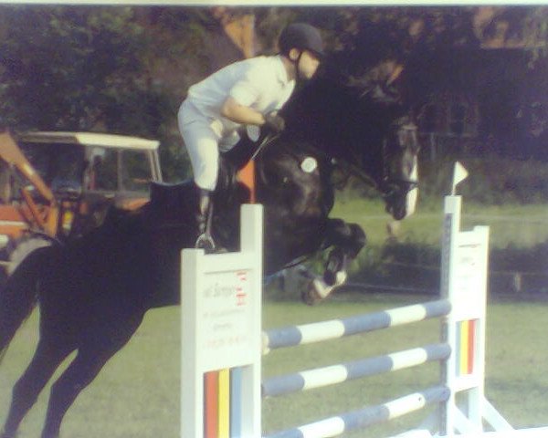 stallion Pirol 151 (Westphalian, 1999, from Palegro)