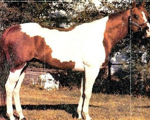 Deckhengst Silver Jingo (Paint Horse, 1970, von By Jingo)