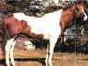 stallion Silver Jingo (Paint Horse, 1970, from By Jingo)