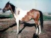 broodmare Dakota Dolly (Paint Horse, 1975, from Dakota Cowman)