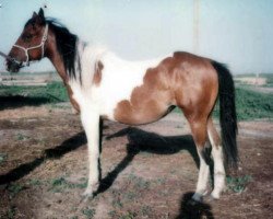 Zuchtstute Dakota Dolly (Paint Horse, 1975, von Dakota Cowman)