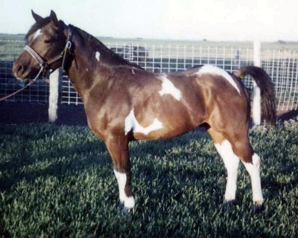 stallion Dakota Cowman (Paint Horse, 1972, from Cowman's Falcon)