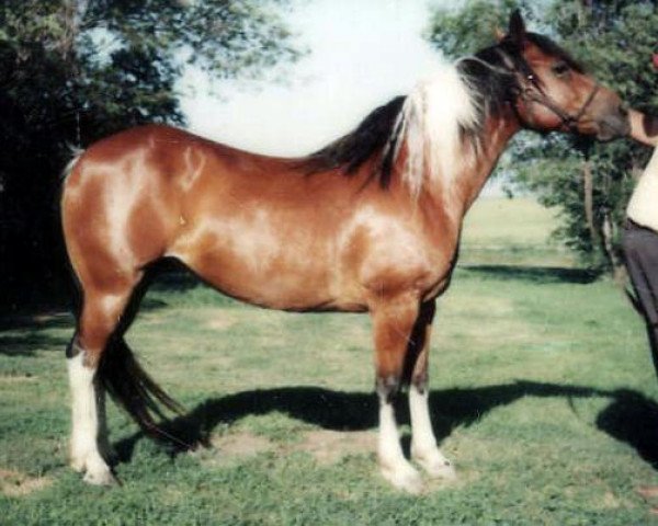 Zuchtstute Poco Cocoa (Paint Horse, 1967, von Poco Burleigh)