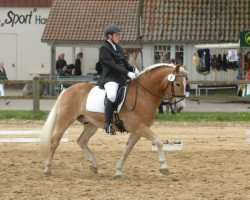 dressage horse Amadeus (Haflinger, 2003, from Argument (10,94% ox))