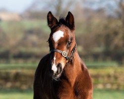 Pferd Hengst von Wootton Bassett xx (Englisches Vollblut, 2022, von Wootton Bassett xx)