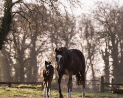 broodmare Dream The Blues xx (Thoroughbred, 2008, from Oasis Dream xx)