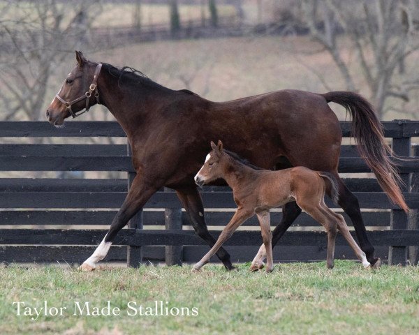 horse Stute von instagrand xx (Thoroughbred, 2022, from Instagrand xx)